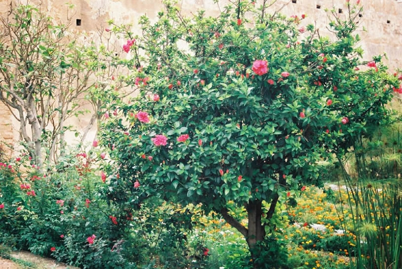 rab0034_JPG.jpg - Jardins