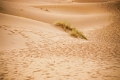 merg008_JPG