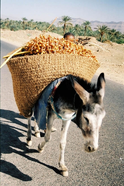 rou0029_JPG.jpg - Le TGV marocain