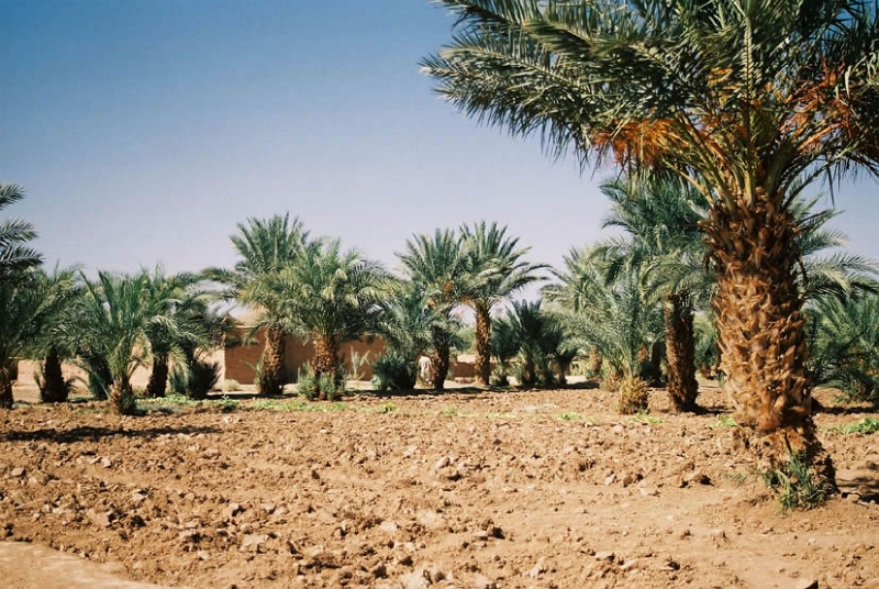 rou0033_JPG.jpg - Palmeraie