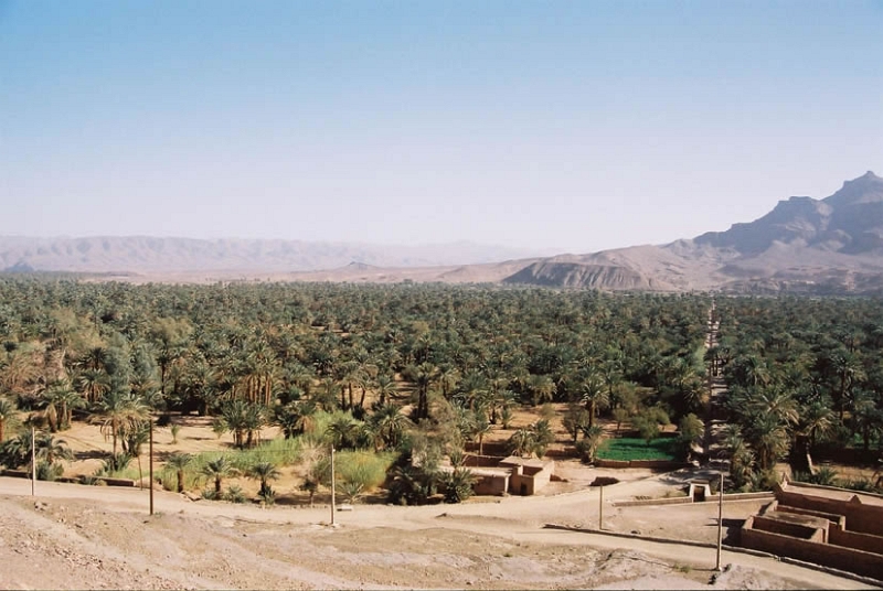 rou0046_JPG.jpg - Palmeraie