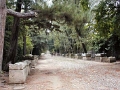 alyscamps_005