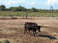 petit_rhone_009