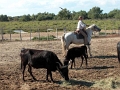 petit_rhone_011