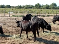 petit_rhone_012