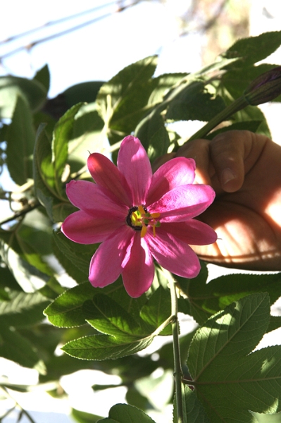 quartier_yanahuara_arequipa_003.jpg