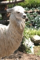 quartier_yanahuara_arequipa_001