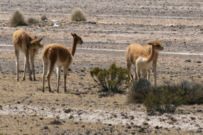 altiplano_014.JPG