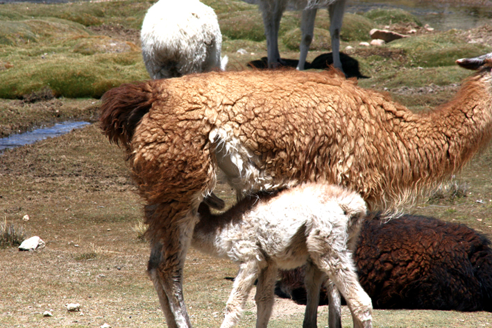 altiplano_024.JPG