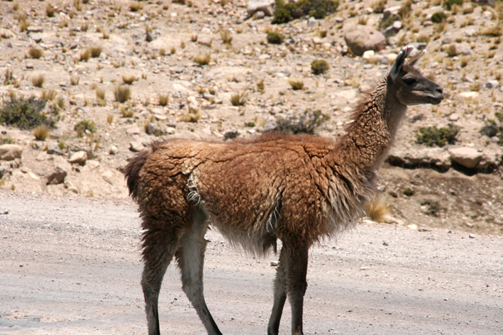 altiplano_025.JPG