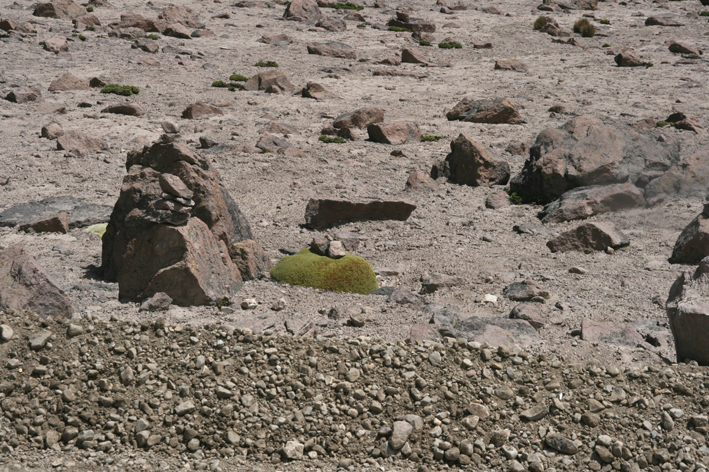 altiplano_030.JPG