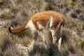 altiplano_010