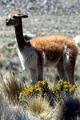 altiplano_011