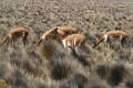 altiplano_012