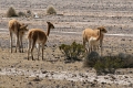 altiplano_014