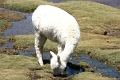 altiplano_022