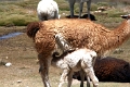 altiplano_024