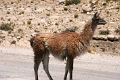altiplano_025