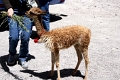 altiplano_027