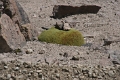 altiplano_029