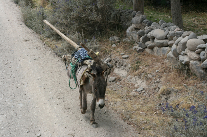 canon_colca_013.JPG