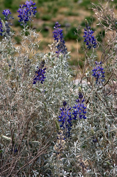 canon_colca_014.JPG
