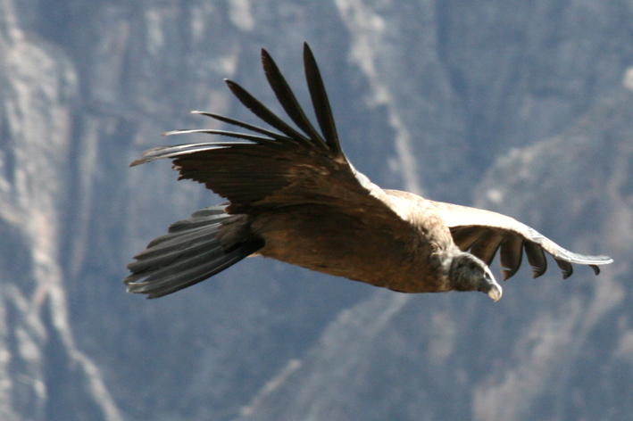 croix_condors_005.JPG