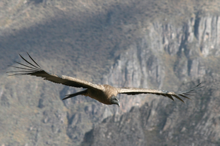 croix_condors_009.JPG