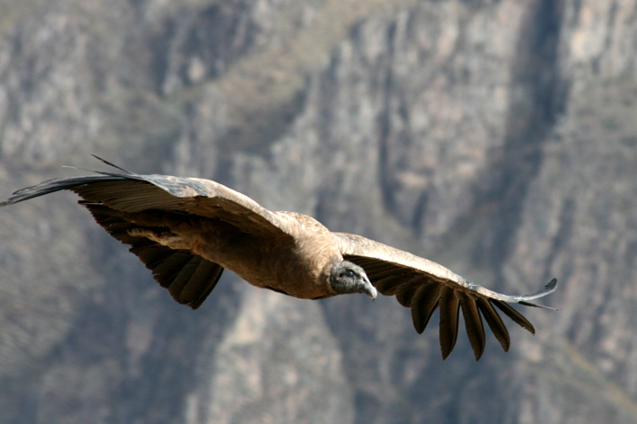 croix_condors_010.JPG