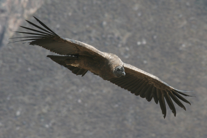 croix_condors_012.JPG