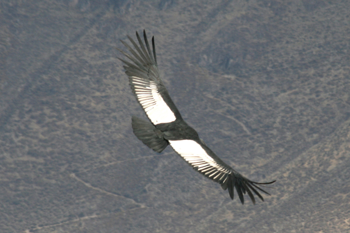 croix_condors_015.JPG