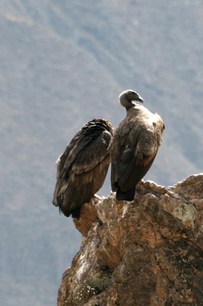 croix_condors_018.JPG