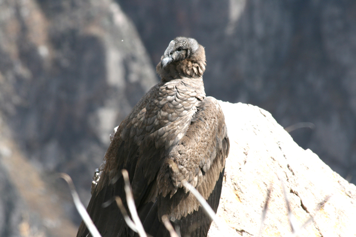 croix_condors_024.JPG