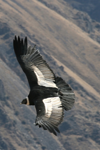 croix_condors_026.JPG