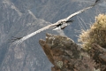 croix_condors_001