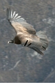 croix_condors_002