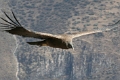 croix_condors_003