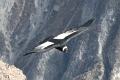 croix_condors_004