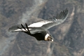 croix_condors_006