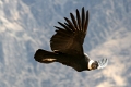 croix_condors_008