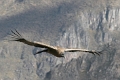 croix_condors_009