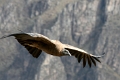 croix_condors_010