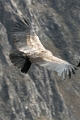 croix_condors_011