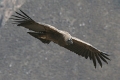 croix_condors_012