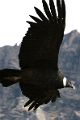 croix_condors_013