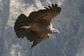 croix_condors_014
