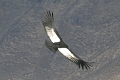 croix_condors_015