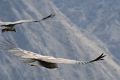 croix_condors_016