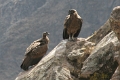 croix_condors_017