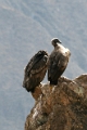 croix_condors_018